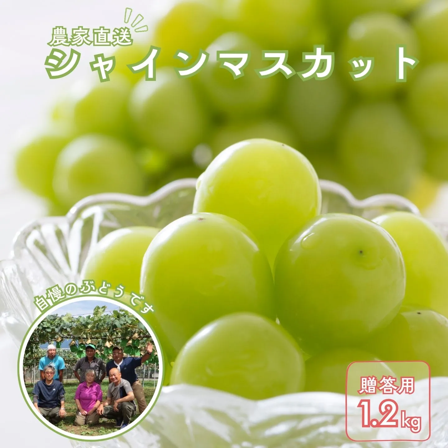 KG02 ぶどう 農家直送 シャインマスカット 贈答 約1.2㎏／2026年9月下旬頃～配送予定