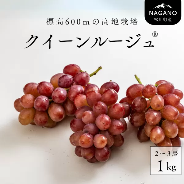 TK13-25A ぶどう クイーンルージュ® 約1kg ／2025年9月下旬頃から発送予定 // 稀少 新品種 長野県 南信州 松川町産 高糖度 葡萄 クインルージュ® 甘い 種なし 皮ごと