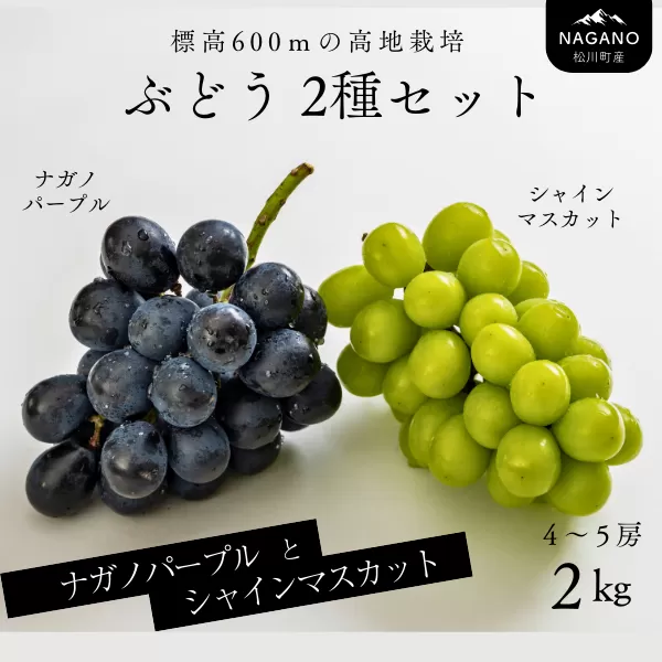 TK16-25A ぶどう2種セット（ナガノパープル／シャインマスカット）約2kg ／2025年9月中旬頃～配送予定 // 長野県 南信州 種なし 葡萄 セット パープル シャイン マスカット 高品質 贈答 ギフト お取り寄せ