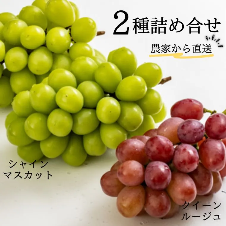 ぶどう2種（シャインマスカット／クイーンルージュ®） 贈答 約1.8kg　長野県松川町産[KG13] //長野県 南信州 松川町 種なし 食べ比べ 詰め合わせ 産地直送 新鮮 果物 フルーツ 贈答