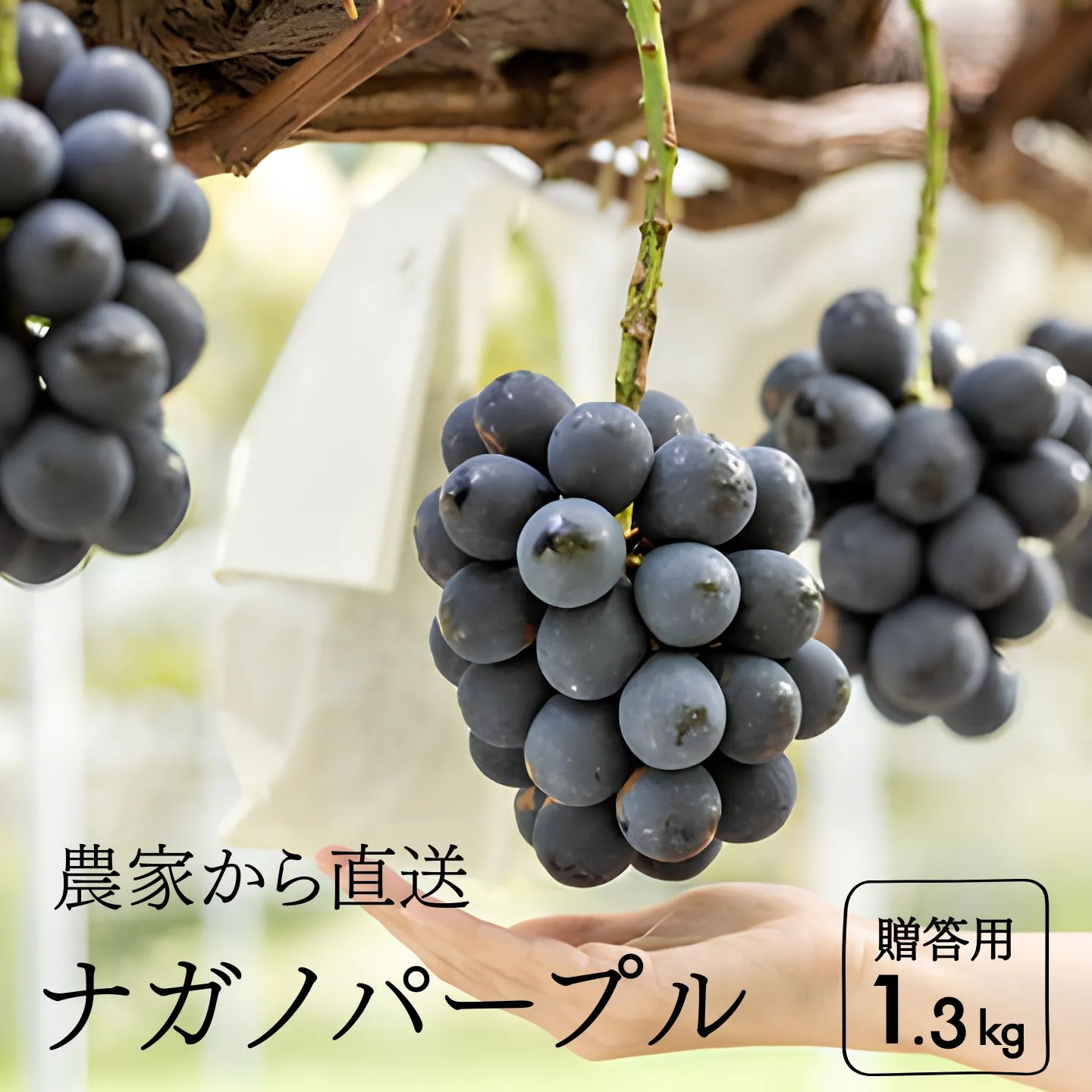 ナガノパープル 贈答 約1.3kg　長野県松川町産[KG15]//ぶどう 果物 フルーツ 贈答 産地直送