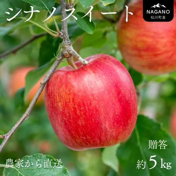 りんご シナノスイート 贈答【大玉】約5kg(8~13玉) / 10月中旬頃~配送予定 // 長野県 南信州 ギフト 贈答 リンゴ 林檎 農家直送 農家支援 産地直送