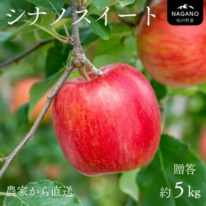 りんご シナノスイート（中玉）約5kg 贈答 / 2026年10月中旬頃～配送予定//長野県 南信州 ギフト 贈答 リンゴ 林檎 農家直送 農家支援 産地直送