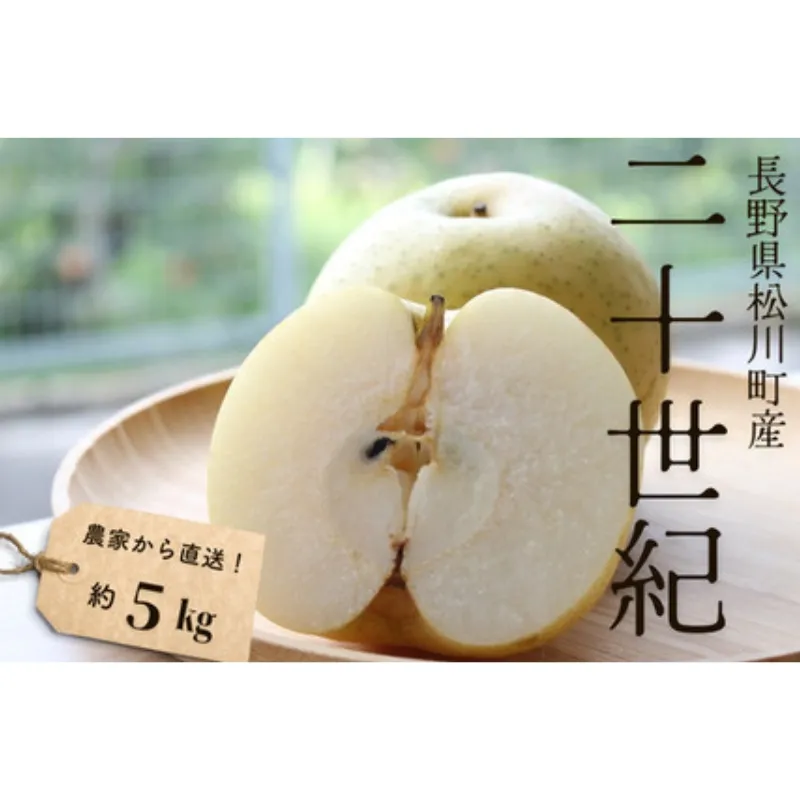 KW02 梨 二十世紀 約5kg（9～14玉） 松川町産 贈答／2026年9月中旬頃～配送 // 長野県 南信州 松川町 和梨 梨 なし ナシ 20世紀 約5㎏ 産地直送 農家直送 農家支援 贈答 二十世紀 果物 フルーツ
