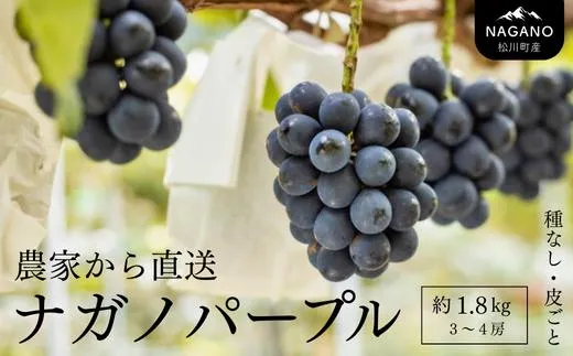 ナガノパープル 贈答 約1.8kg　長野県松川町産[KG03]//ぶどう 果物 フルーツ 贈答 産地直送