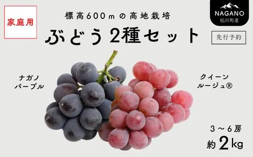 【家庭用】 ぶどう2種セット （ナガノパープル・クイーンルージュ®） 約2kg [TK37]／ 2026年9月中旬～10月頃 配送予定 //