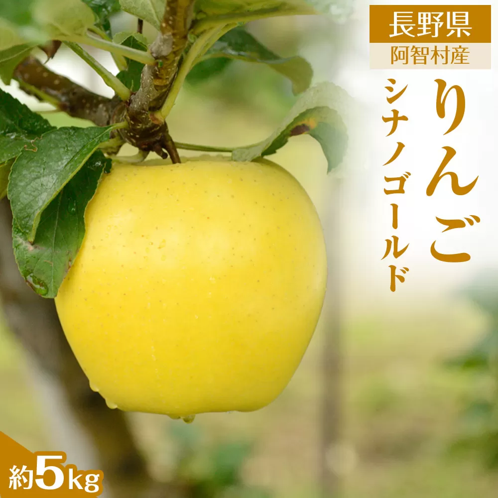 【先行予約】＜令和8年11月上旬〜順次発送＞南信州阿智村　りんご（シナノゴールド）約5kg｜  果物 フルーツ 林檎 リンゴ 信州 長野