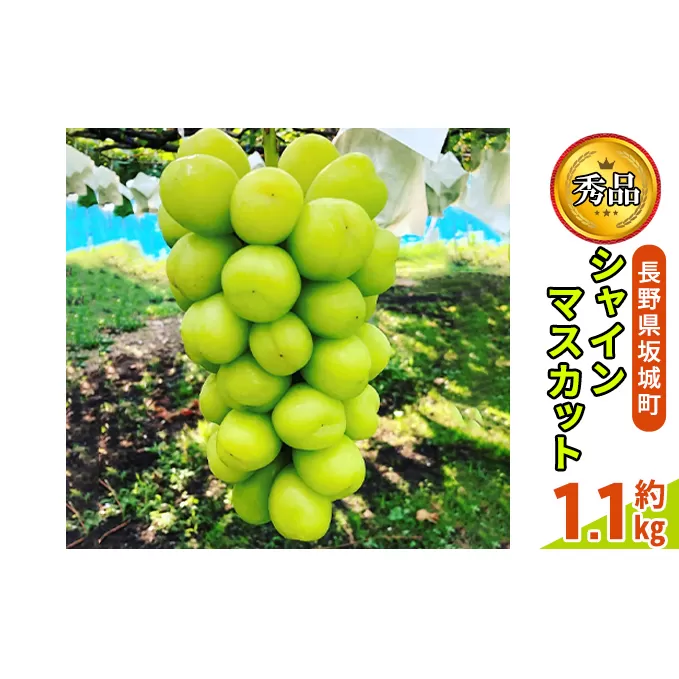 シャインマスカット 約1.1kg 房 秀品 鈴木果樹園 ぶどう 長野 マスカット ブドウ フルーツ 果物 シャイン【 果物類 】 長野県産 