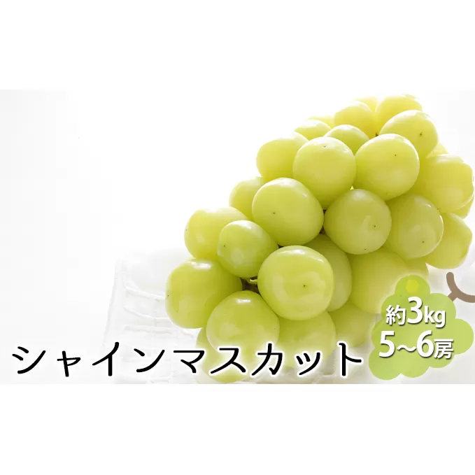 シャインマスカット 約3kg（5～6房） 果物類 ぶどう 葡萄 フルーツ デザート 食後 おやつ 長野県産 産地直送 
