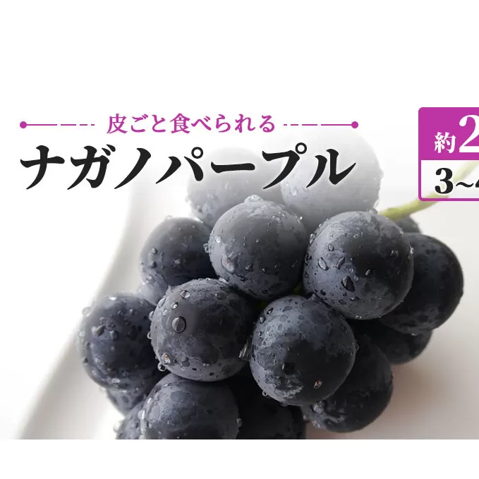 ナガノパープル 約2kg 3～4房 皮ごと食べられる ぶどう 長野 坂城町産 ブドウ フルーツ 果物 果物類 