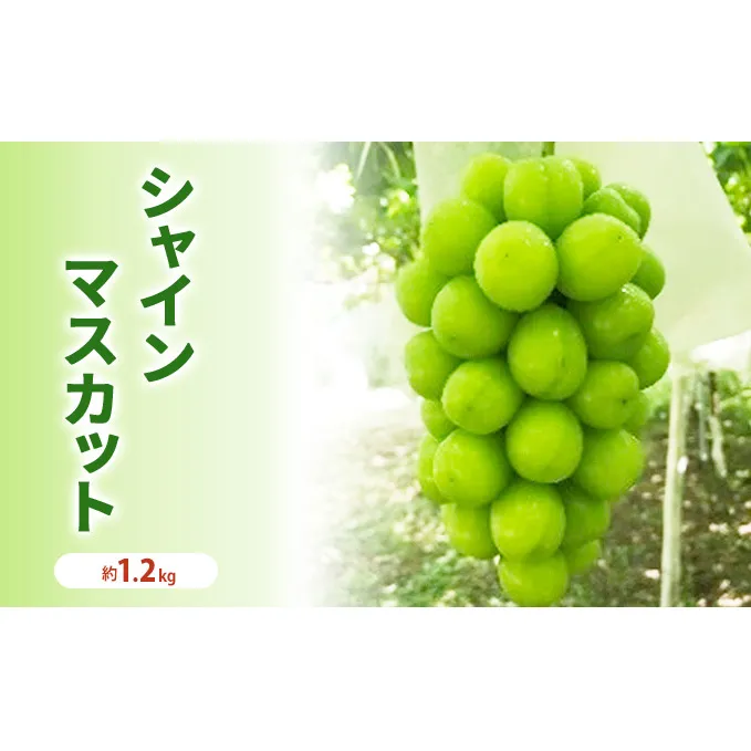 シャインマスカット 冷蔵 約1.2kg 2房程度 長野 坂城町産 ぶどう K＆Y農園 