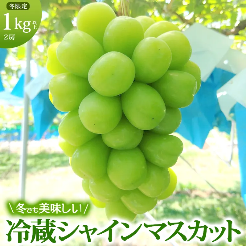 【年内お届け】 シャインマスカット 冷蔵 1kg以上 富山葡萄園 ぶどう 長野 マスカット ブドウ フルーツ 果物 シャイン【 果物類 】 デザート 食後 おやつ 皮ごと 種無し 長野県産 信州