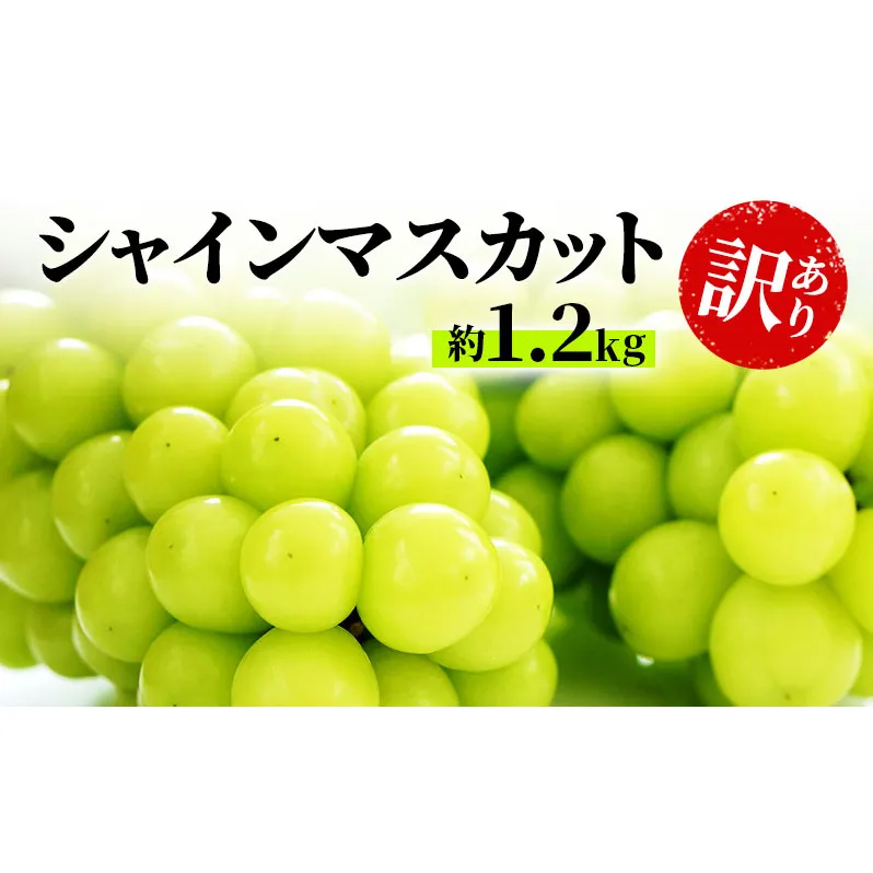 訳あり シャインマスカット 約1.2kg 粒 柳澤果樹園 ぶどう 長野 マスカット ブドウ フルーツ 果物 シャイン 果物類 