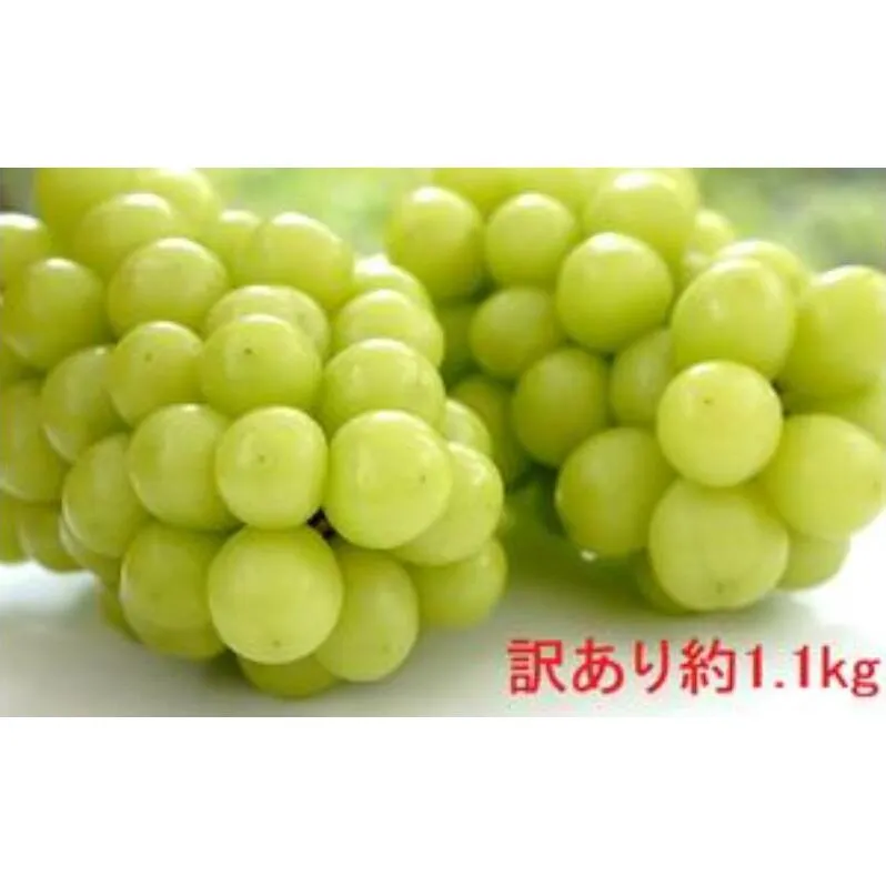 (地域・期間限定)訳あり柳澤果樹園のシャインマスカット約1.1kg 果物 ぶどう フルーツ おやつ デザート 食後 秋の味覚 産地直送 長野県産 有機肥料