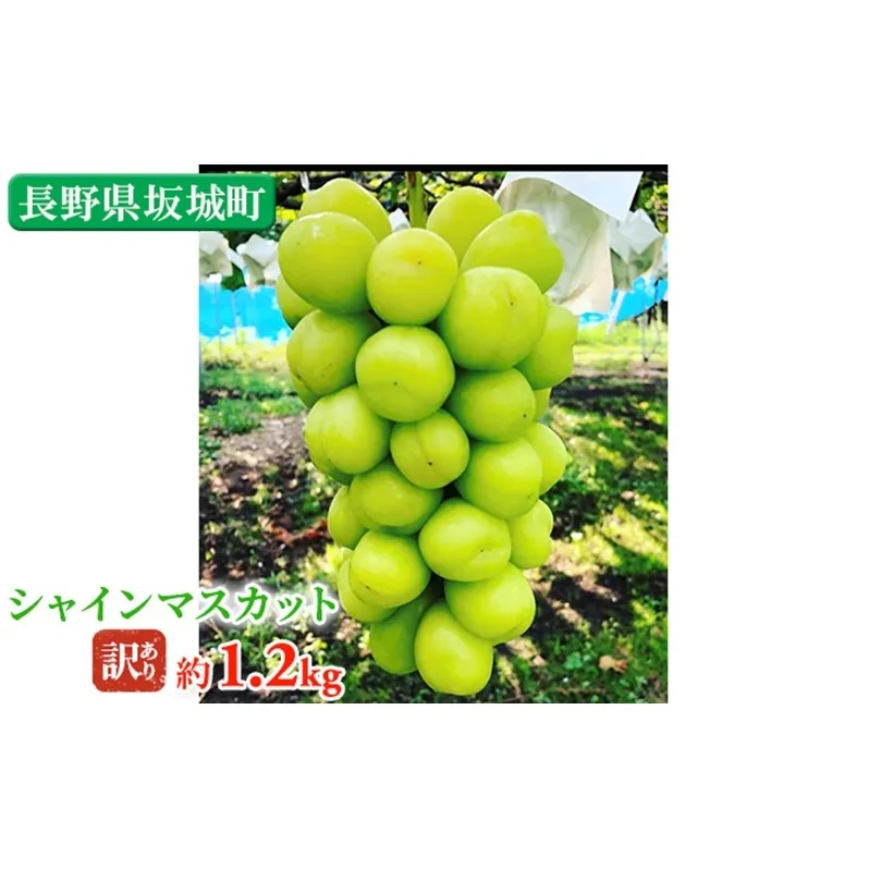 冷蔵シャインマスカット 約1.2kg 粒 秀品 柳澤果樹園 ぶどう 長野 マスカット ブドウ フルーツ 果物 シャイン 果物類　訳アリ