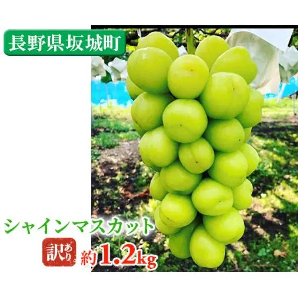 冷蔵シャインマスカット 約1.2kg 粒 秀品 柳澤果樹園 ぶどう 長野 マスカット ブドウ フルーツ 果物 シャイン 果物類