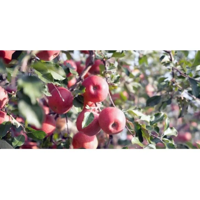 りんご サンフジ5kg スマートフレッシュ加工