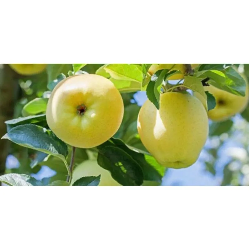 りんご しなのゴールド5kg スマートフレッシュ加工