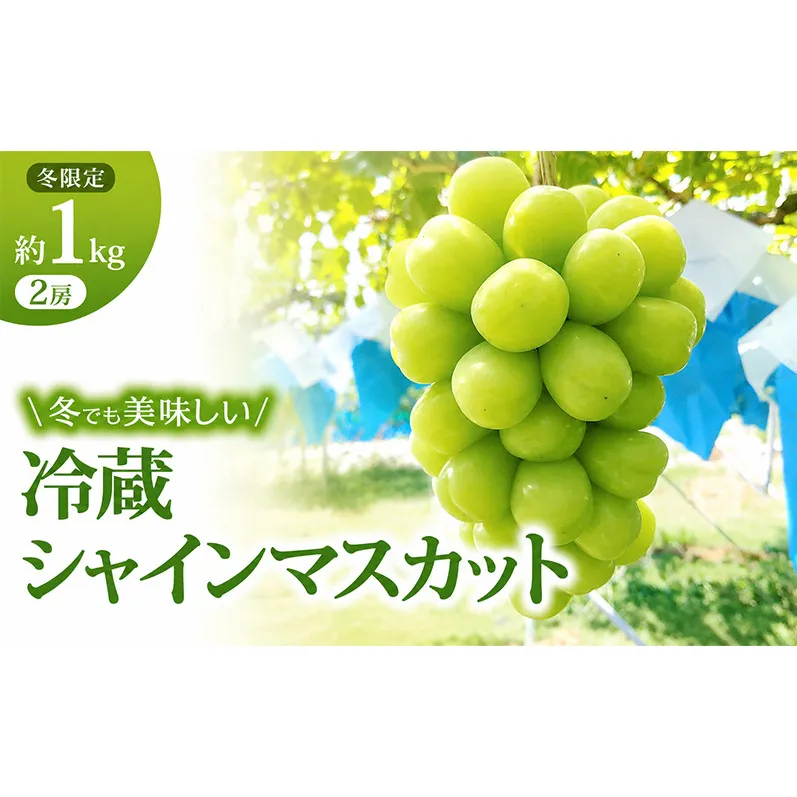 【11・12月発送】富山葡萄園の冷蔵シャインマスカット約1kg(2房） 果物類 ぶどう フルーツ ブドウ 果物 