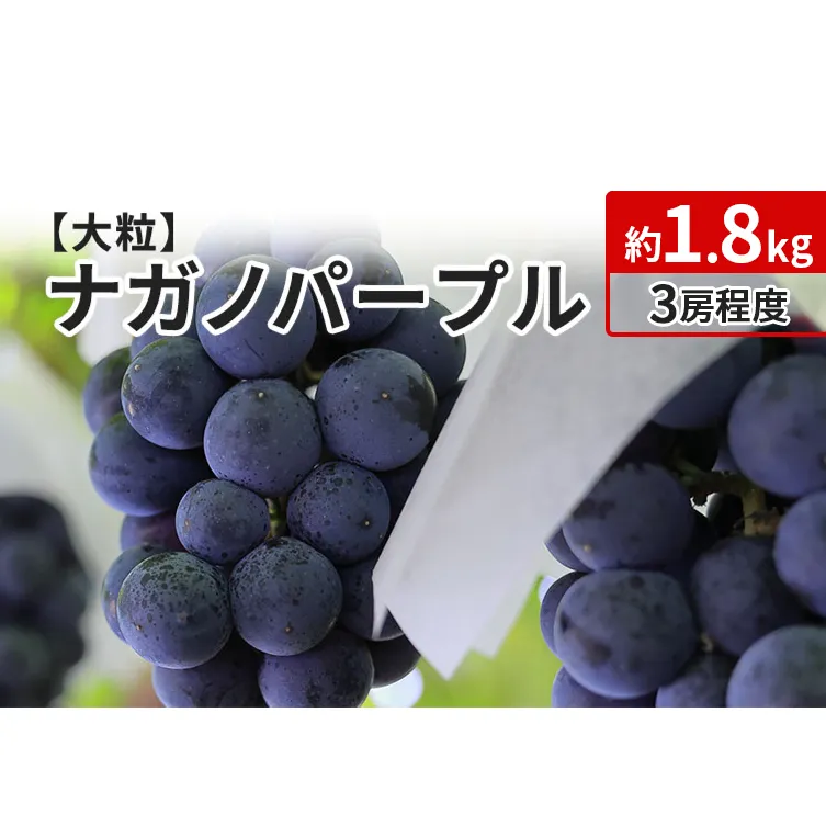 ナガノパープル 約1.8kg 3房程度 長野 坂城町産 ぶどう K＆Y農園 ブドウ フルーツ 果物 果物類 
