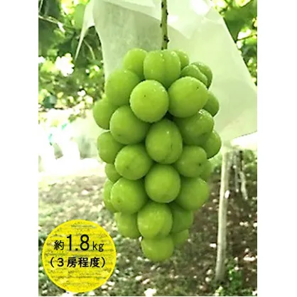 シャインマスカット 約1.8kg 3房程度 長野 坂城町産 ぶどう K＆Y農園 ブドウ フルーツ 果物 シャイン【 果物類 】 葡萄 
