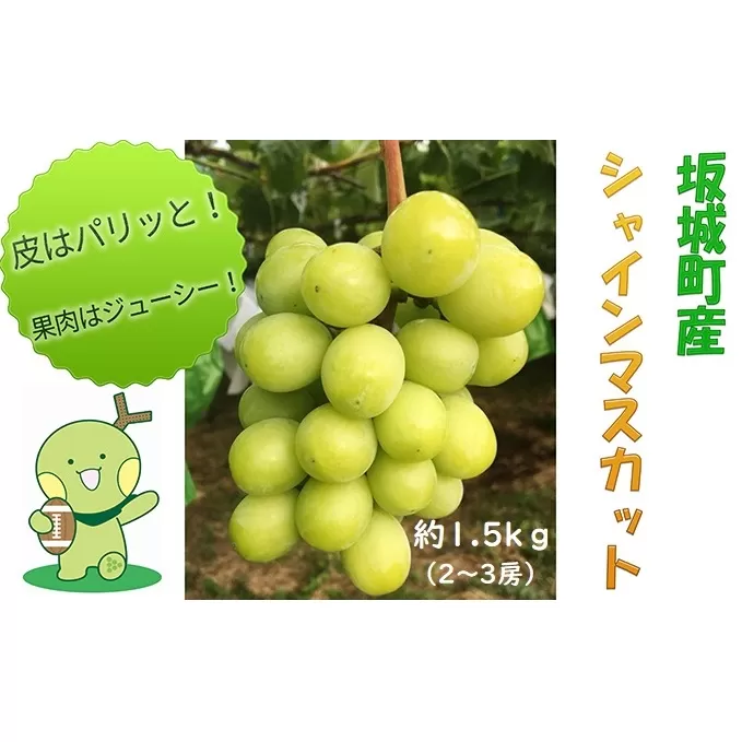 シャインマスカット 約1.5kg 2房～3房 柳澤果樹園 ぶどう 長野 マスカット ブドウ フルーツ 果物 シャイン【 果物類 】 葡萄 