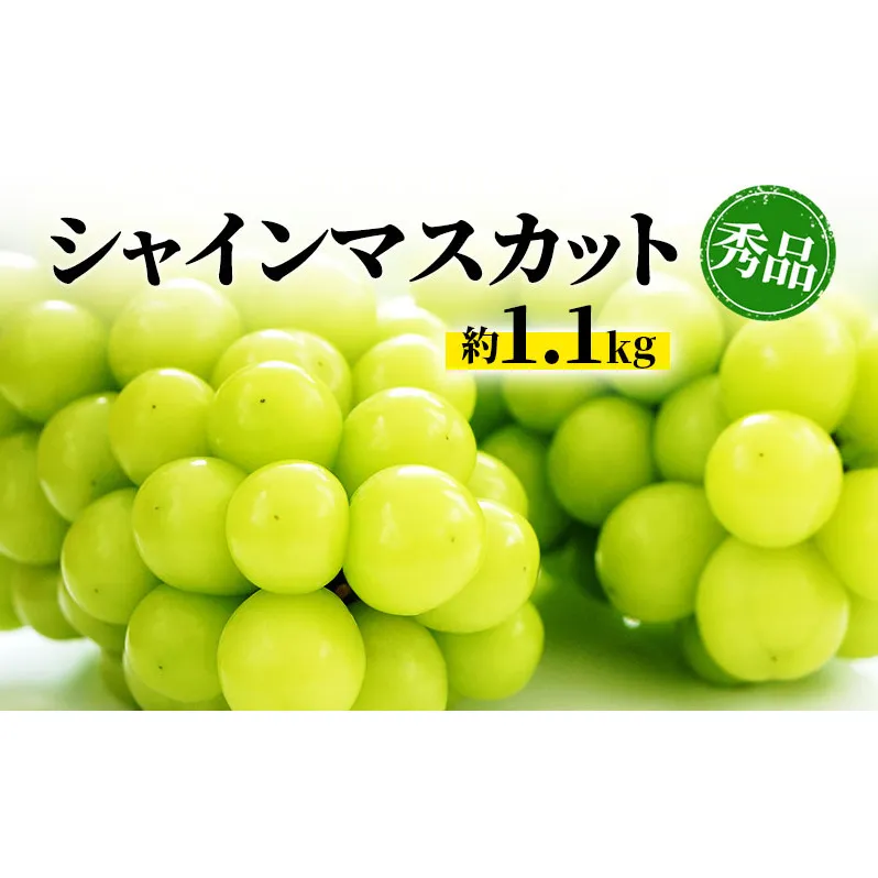シャインマスカット 約1.1kg 房 秀品 柳澤果樹園 ぶどう 長野 マスカット ブドウ フルーツ 果物 シャイン 果物類 