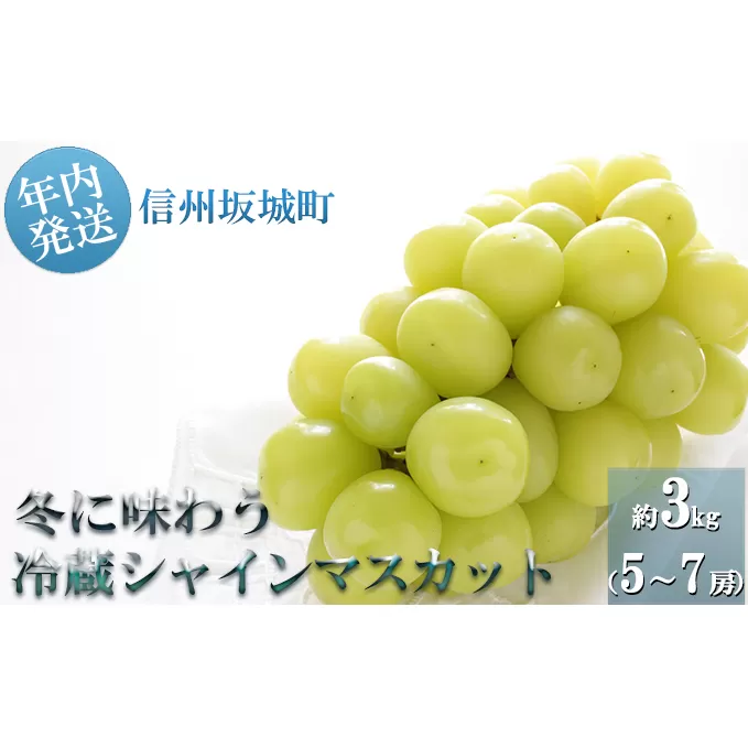 【年内お届け】シャインマスカット 冬に味わう！冷蔵貯蔵 約3kg (5～7房) 長野 信州 坂城 冷蔵シャイン 産地直送 宮原ぶどう園 年内発送 ブドウ 葡萄 種なし フルーツ 果物 