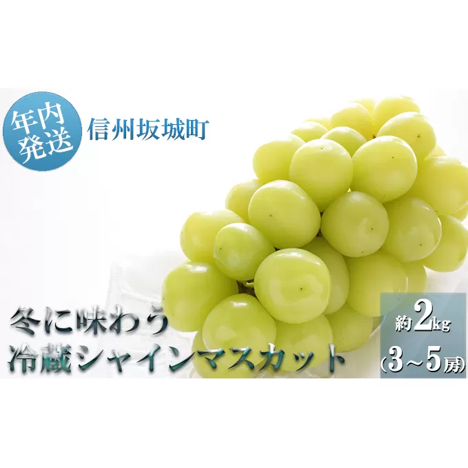 【年内お届け】シャインマスカット 冬に味わう！冷蔵貯蔵 約2kg (3～5房) 長野 信州 坂城 冷蔵シャイン 産地直送 宮原ぶどう園 年内発送 ブドウ 葡萄 種なし フルーツ 果物 