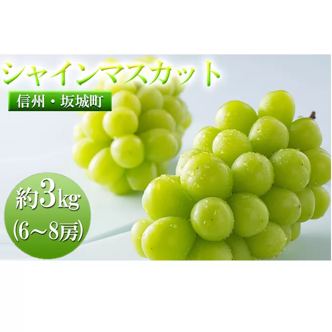 シャインマスカット 約3kg 6房～8房 宮原農園 ぶどう 長野 マスカット ブドウ フルーツ 果物 シャイン【 果物類 】 葡萄 