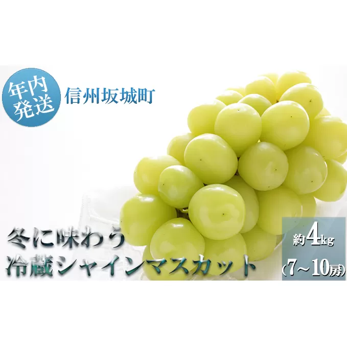 【年内お届け】シャインマスカット 冬に味わう！冷蔵貯蔵 約4kg (7～10房) 長野 信州 坂城 冷蔵シャイン 産地直送 宮原ぶどう園 年内発送 ブドウ 葡萄 種なし フルーツ 果物 