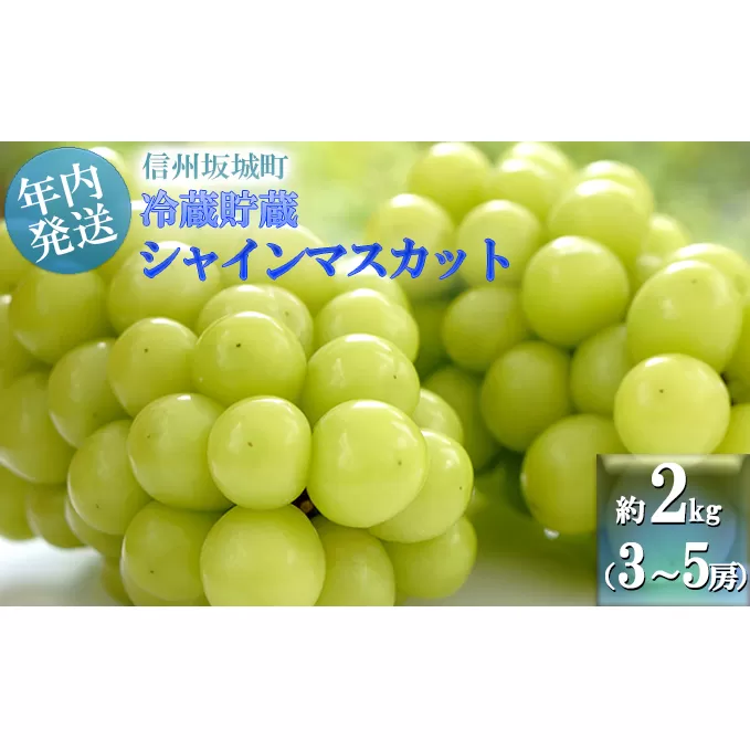 【11・12月発送】冬に味わう！冷蔵貯蔵シャインマスカット 約2kg (3～5房) 長野 信州 坂城 冷蔵シャイン 産地直送 宮原農園 年内発送 ぶどう ブドウ フルーツ 