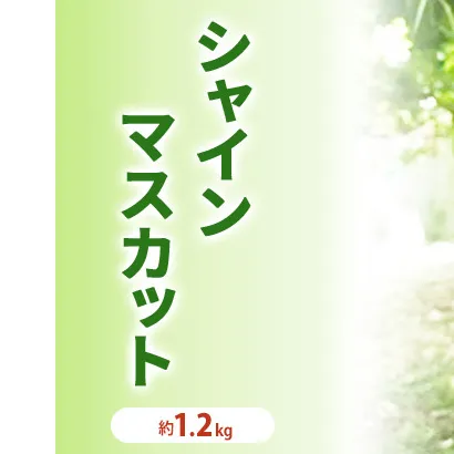 シャインマスカット 贈答用 約1.2kg 2房程度 長野 坂城町産 ぶどう K＆Y農園 ブドウ フルーツ 果物 シャイン【 果物類 】 