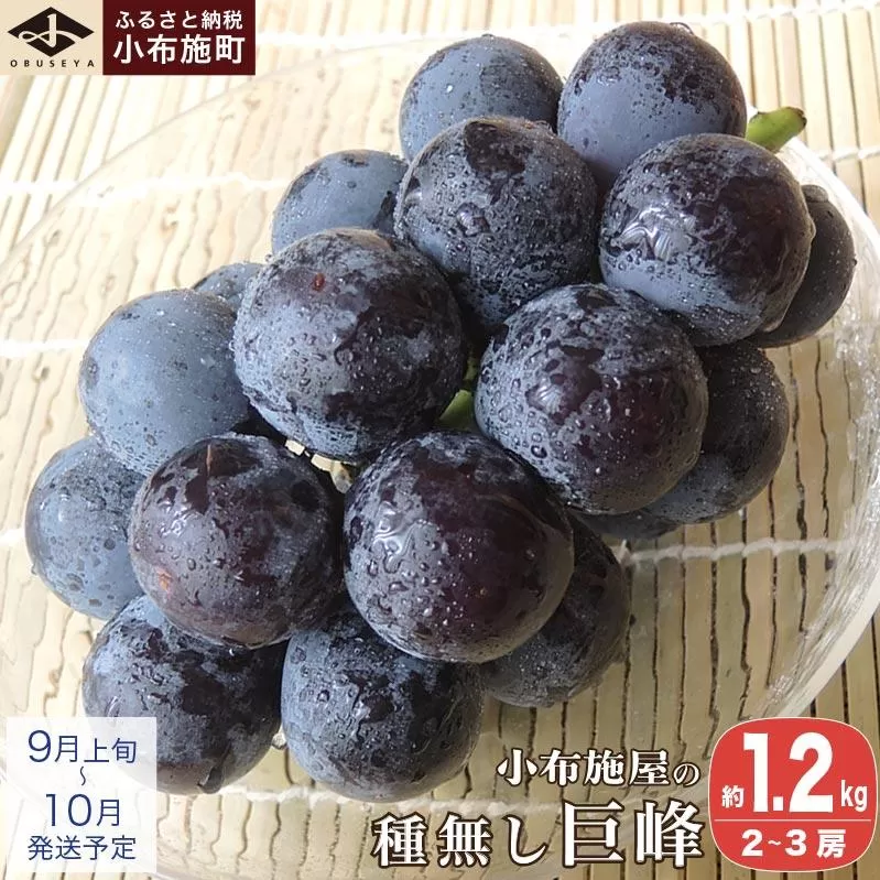 長野県産 種無し巨峰 約1.2kg 2～3房 ［小布施屋］ 果物 フルーツ ぶどう 葡萄  種無し 種なし 令和8年産【2026年9月上旬～10月発送】 ［A-704］