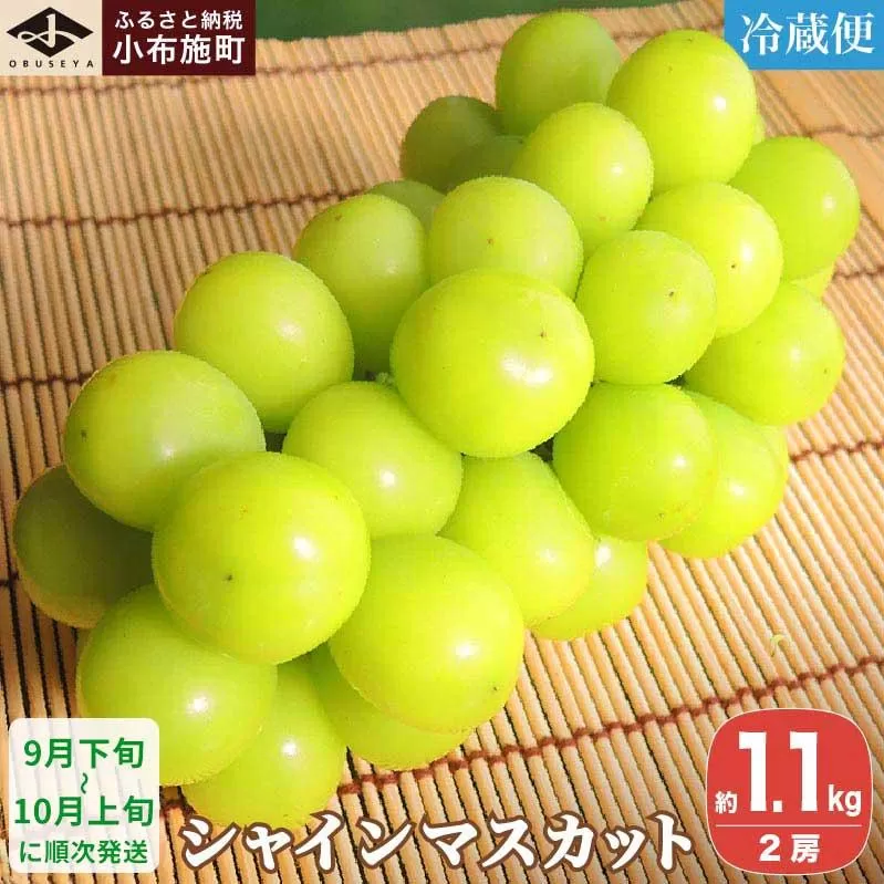 シャインマスカット 約1.1kg 2房 ［小布施屋］ フルーツ 果物 くだもの ぶどう 葡萄 ブドウ 数量限定 クール便配送 長野県産 産地直送 先行予約 送料無料 2026 2026年発送 令和8年産 【2026年9月下旬～10月上旬に発送】[A-8a]