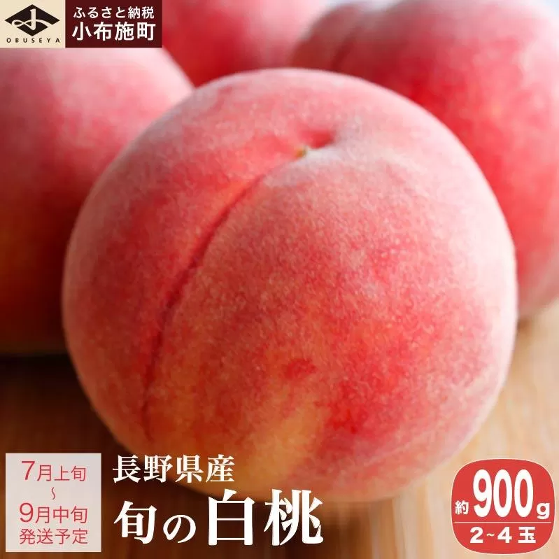 旬の白桃 約900g 2～4玉 ［小布施屋］ 長野県産 白桃 もも モモ フルーツ 果物 長野県産 信州産 クール便 冷蔵便 たまき なつき あかつき 川中島白鳳 川中島白桃など 令和8年産 【2026年7月上旬～9月中旬発送】