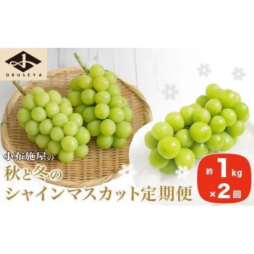 秋と冬のシャインマスカット2回定期便 約1kg × 2回 合計 約2kg ［小布施屋］ フルーツ ぶどう 果物 くだもの 葡萄 ブドウ 長野県産 信州産 クール便 冷蔵便 数量限定 先行予約 送料無料 令和8年産【2026年10月～12月発送】