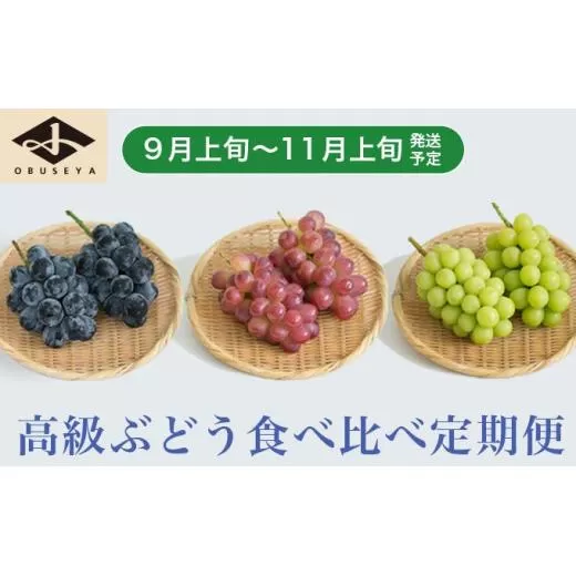 ［3回定期便］ 高級ぶどう食べ比べ定期便 約1kg × 3回 合計約3kg ［小布施屋］フルーツ 果物 くだもの ぶどう 葡萄 ブドウ クール便 冷蔵 お楽しみ ナガノパープル クイーンルージュ? シャインマスカット 令和8年産 【2026年9月上旬～11月上旬発送】