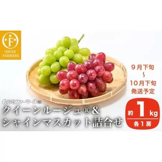 クイーンルージュ?＆シャインマスカット詰合せ 各1房 約1kg ［おぶせファーマーズ］ ぶどう セット 食べ比べ ２種 各 1房 葡萄 ブドウ 果物 フルーツ令和7年産 【2025年9月下旬～10月下旬発送】