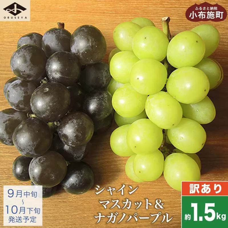 【訳あり】シャインマスカット ＆ ナガノパープル 約1.5kg［小布施屋］家庭用 規格外 不揃い 傷 果物 フルーツ ぶどう 葡萄 ブドウ 数量限定 期間限定 クール便 冷蔵便 令和8年産  【2026年9月中旬～10月下旬発送】 ［A-218］