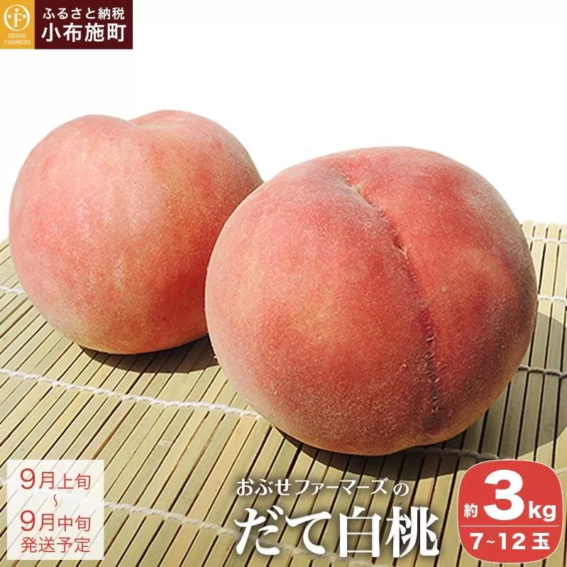 だて白桃 約3kg 7～12玉 ［おぶせファーマーズ］硬い 桃 もも モモ 白桃 ピーチ フルーツ 果物 先行予約 数量限定 長野県産 信州産 クール便 冷蔵便 お取り寄せ 産地直送 令和8年産【2026年9月上旬～中旬発送】