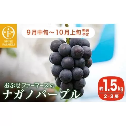 ナガノパープル 約1.5kg 2～3房 [おぶせファーマーズ]  果物 フルーツ ぶどう 葡萄 冷蔵便 クール便 長野県産 信州産 令和7年産 【2025年9月中旬～10月上旬発送】 ［FB-22］