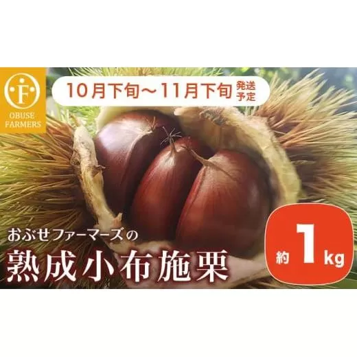  熟成小布施栗 約1kg ［おぶせファーマーズ］ 生栗 くり 果物 フルーツ クール便 冷蔵便 長野県産 信州産 先行予約 数量限定 令和7年産 【2025年10月下旬～11月下旬発送】