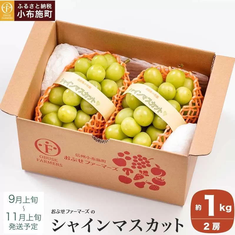 シャインマスカット 約1kg 2房 ［おぶせファーマーズ］ 果物 フルーツ ぶどう 葡萄 数量限定 先行予約 長野 信州 令和8年産 【2026年9月上旬～11月上旬発送】[F-26]