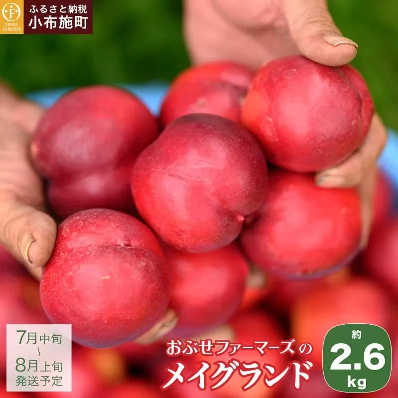 メイグランド 約2.6kg ［おぶせファーマーズ］ 果物 フルーツ ネクタリン 長野県産 信州産 令和8年産 【2026年7月中旬～8月上旬発送】［F-13］