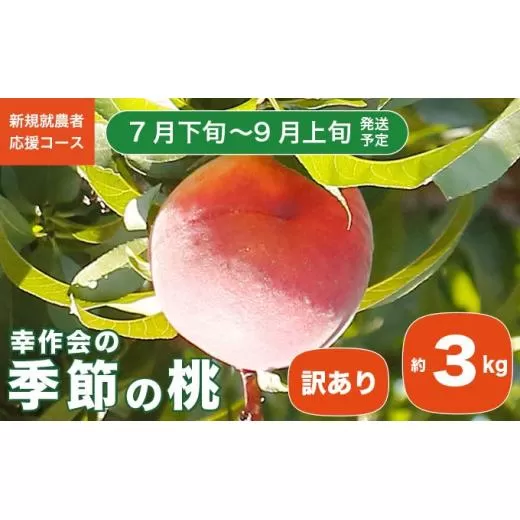 【訳あり】季節の桃 約3kg［新規就農者応援コース 幸作会］フルーツ 果物 桃 もも モモ 長野県産 信州産  令和7年産【2025年7月下旬～9月上旬発送】  ［K-24］