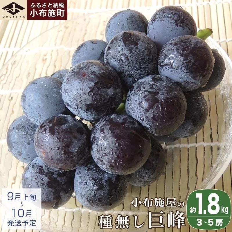 長野県産 種無し巨峰 約1.8kg 3～5房 ［小布施屋］ 果物 フルーツ ぶどう 葡萄  種無し 種なし 令和8年産【2026年9月上旬～10月発送】［A-7］