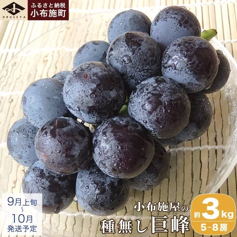 長野県産 種無し巨峰 約3kg 5～8房 ［小布施屋］ 果物 フルーツ ぶどう 葡萄 令和8年産【2026年9月上旬～10月発送】［B-3］