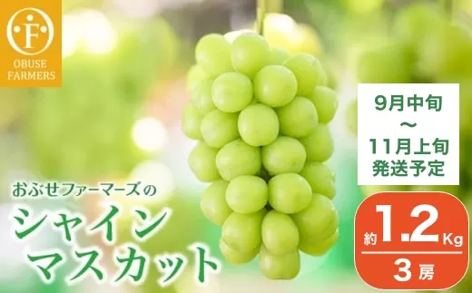 水不足の農家応援企画！シャインマスカット小房 約1.2kg  3房 ［おぶせファーマーズ］ 果物 フルーツ 産地直送 種無しぶどう 種なしブドウ 葡萄 数量限定 長野 信州  令和7年産 【2025年9月中旬～11月上旬発送】