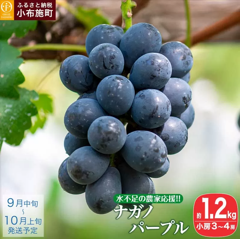 【水不足の農家応援！】 ナガノパープル小房 約1.2㎏ 3～4房 [おぶせファーマーズ]  果物 フルーツ ぶどう 葡萄 冷蔵便 クール便 長野県産 信州産 令和7年産 【2025年9月中旬〜10月上旬発送】